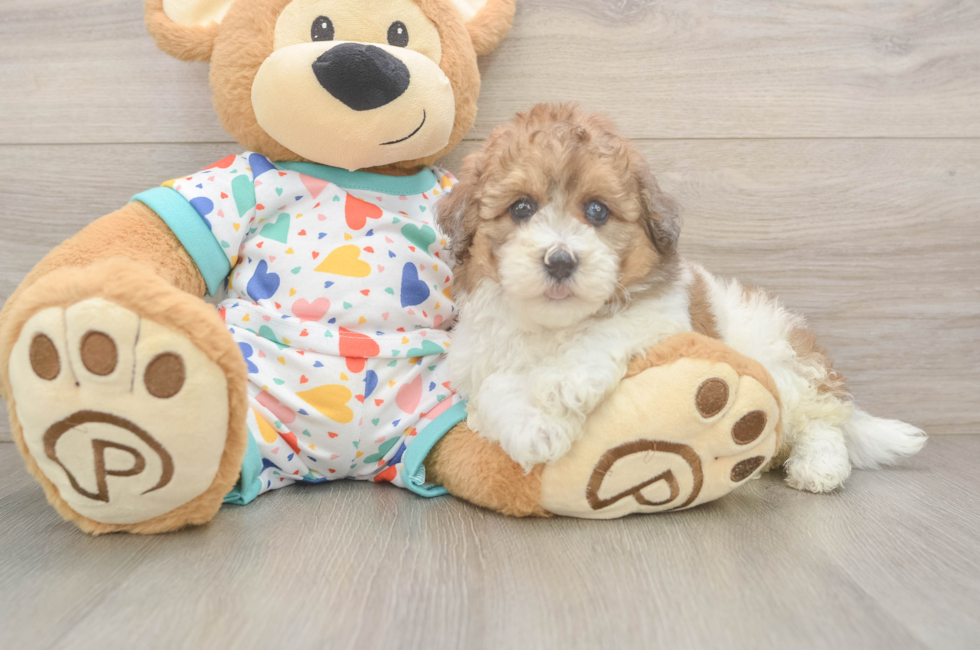 5 week old Havapoo Puppy For Sale - Windy City Pups