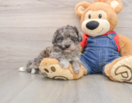 7 week old Havapoo Puppy For Sale - Windy City Pups