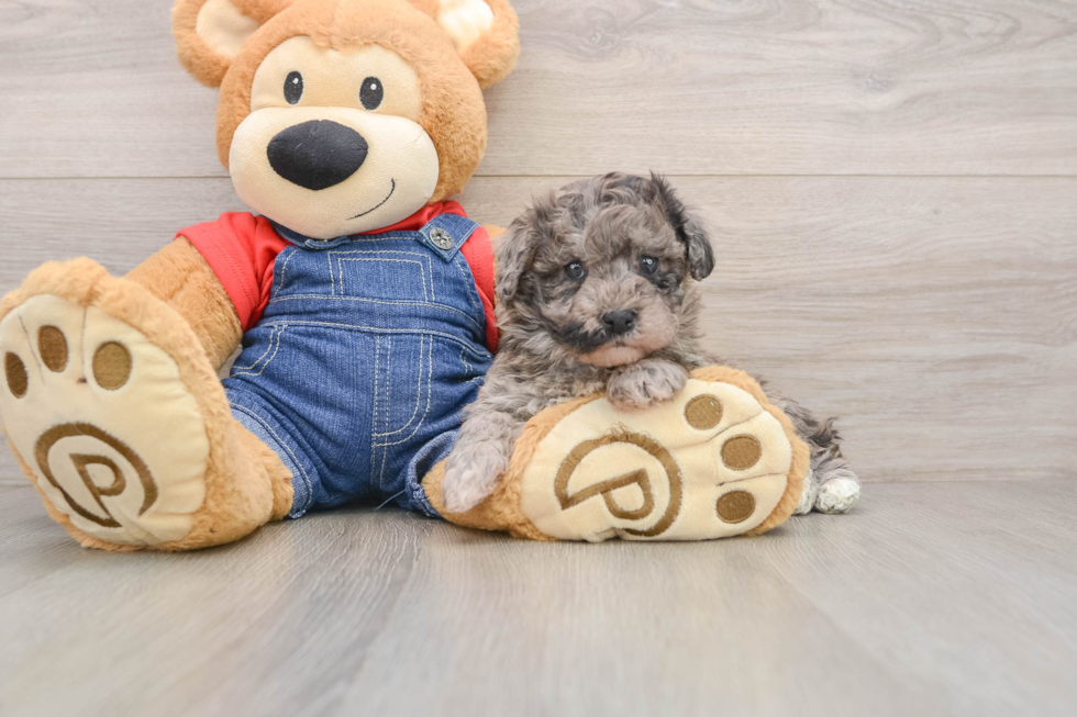 Havapoo Puppy for Adoption