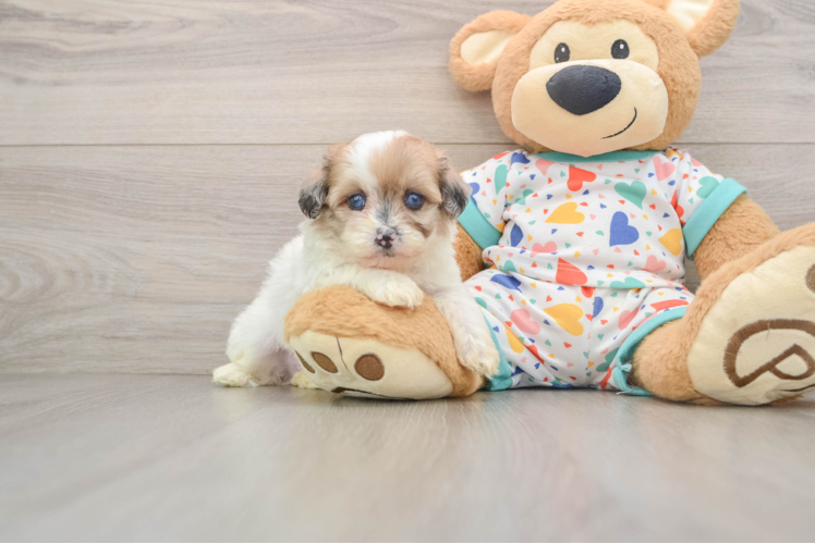 Havapoo Pup Being Cute