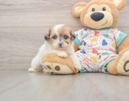 8 week old Havapoo Puppy For Sale - Windy City Pups