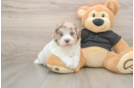 Playful Havadoodle Poodle Mix Puppy
