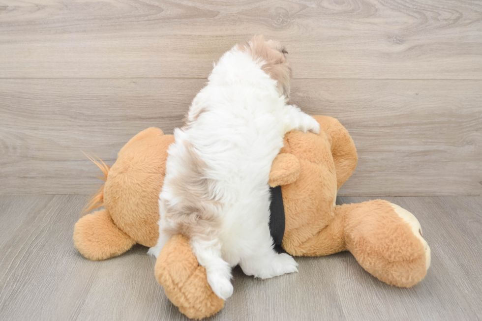 Little Havadoodle Poodle Mix Puppy