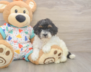 7 week old Havapoo Puppy For Sale - Windy City Pups
