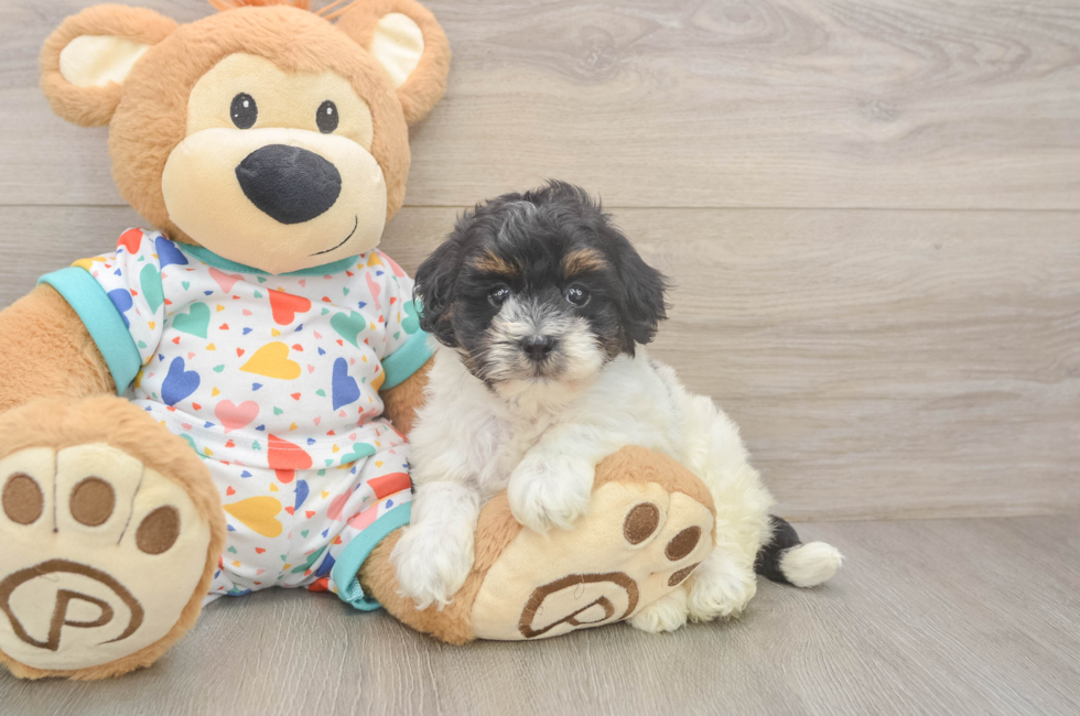 5 week old Havapoo Puppy For Sale - Windy City Pups