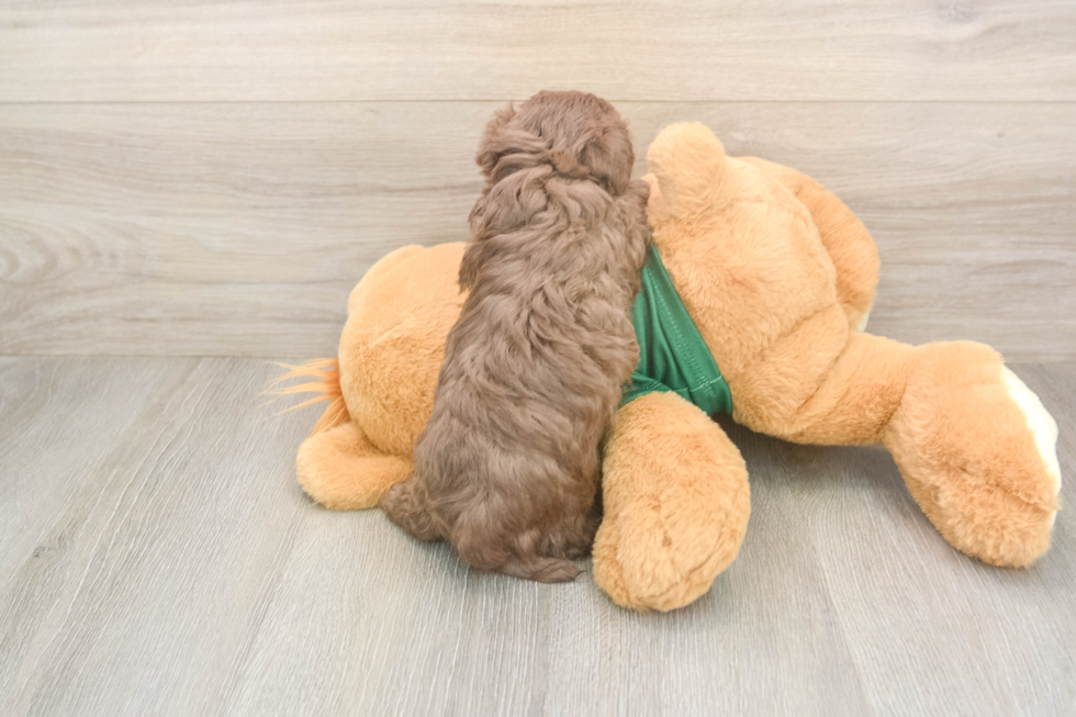 Funny Havapoo Poodle Mix Pup