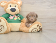 7 week old Havapoo Puppy For Sale - Windy City Pups