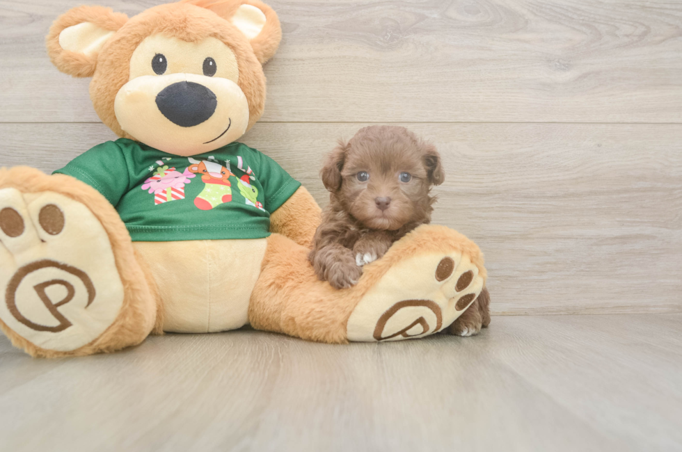 6 week old Havapoo Puppy For Sale - Windy City Pups