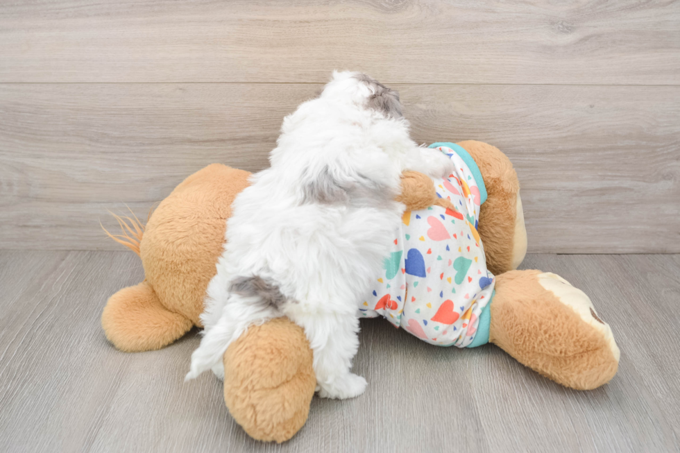 Havapoo Pup Being Cute