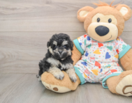 7 week old Havapoo Puppy For Sale - Windy City Pups