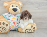 9 week old Havapoo Puppy For Sale - Windy City Pups