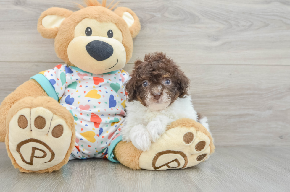 7 week old Havapoo Puppy For Sale - Windy City Pups