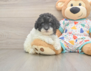 7 week old Havapoo Puppy For Sale - Windy City Pups