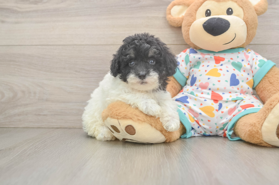 5 week old Havapoo Puppy For Sale - Windy City Pups
