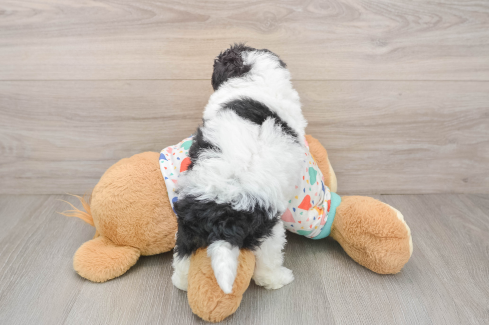 Havapoo Pup Being Cute