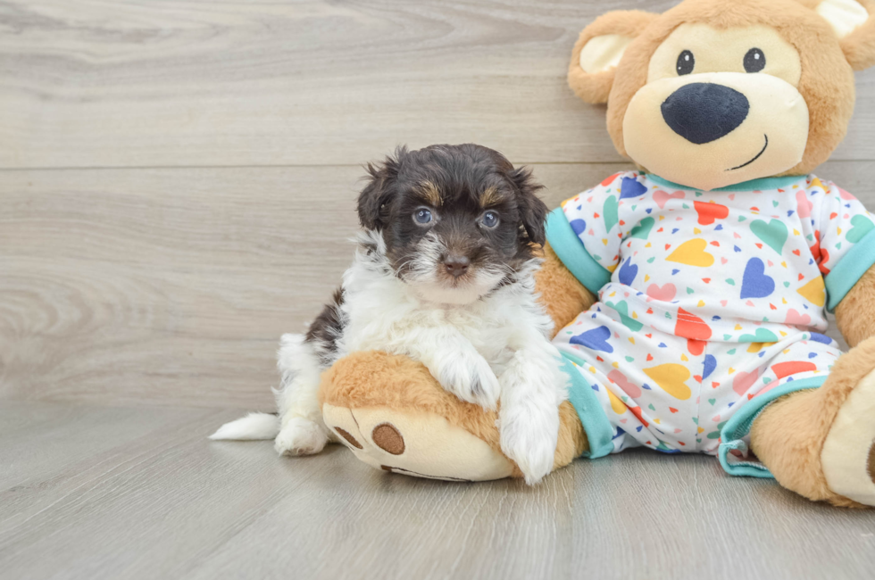 7 week old Havapoo Puppy For Sale - Windy City Pups