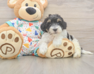 6 week old Havapoo Puppy For Sale - Windy City Pups