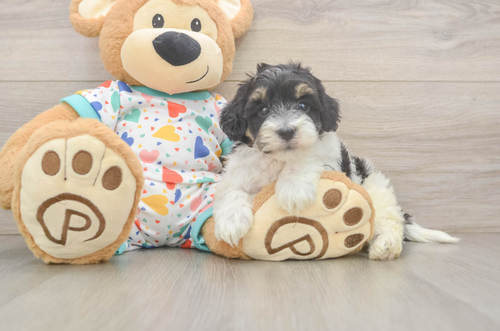 5 week old Havapoo Puppy For Sale - Windy City Pups