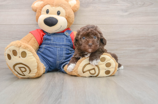 Popular Havapoo Poodle Mix Pup