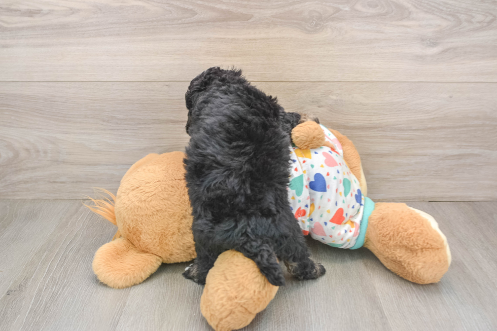 Havapoo Pup Being Cute