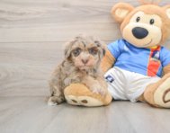 7 week old Havapoo Puppy For Sale - Windy City Pups