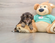 5 week old Havapoo Puppy For Sale - Windy City Pups