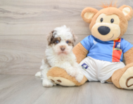 7 week old Havapoo Puppy For Sale - Windy City Pups