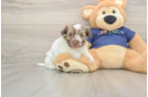 Cute Havapoo Baby