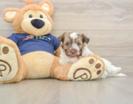 7 week old Havapoo Puppy For Sale - Windy City Pups