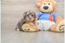 Adorable Havadoodle Poodle Mix Puppy