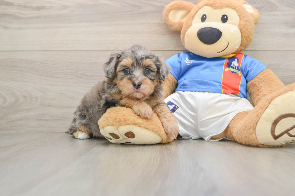 Adorable Havadoodle Poodle Mix Puppy