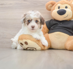 7 week old Havapoo Puppy For Sale - Windy City Pups
