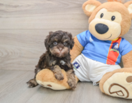 7 week old Havapoo Puppy For Sale - Windy City Pups