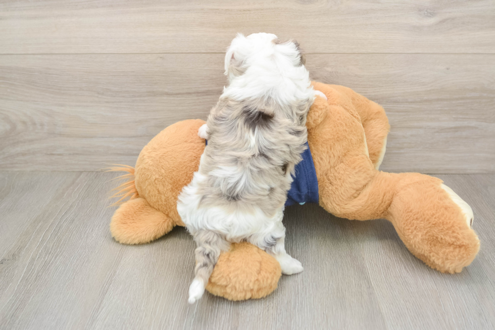 Smart Havapoo Poodle Mix Pup