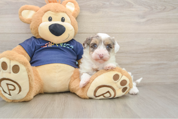 Energetic Havadoodle Poodle Mix Puppy