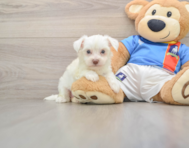 6 week old Morkie Puppy For Sale - Windy City Pups