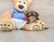 6 week old Morkie Puppy For Sale - Windy City Pups