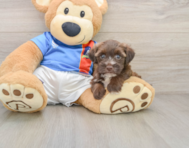 6 week old Morkie Puppy For Sale - Windy City Pups