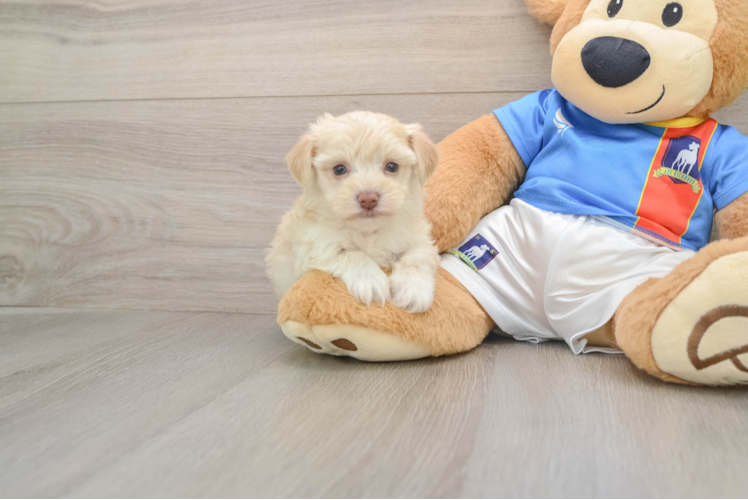 Cute Havashire Mix Puppy