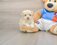 6 week old Morkie Puppy For Sale - Windy City Pups