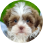 Havashu Puppy For Sale - Windy City Pups Havashu Puppy For Sale - Windy City Pups