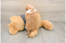 Popular Havashu Designer Pup