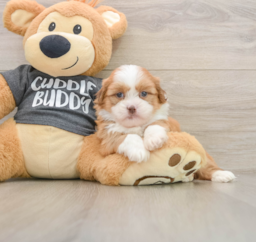 6 week old Havashu Puppy For Sale - Windy City Pups