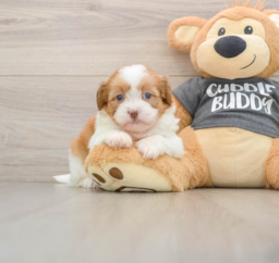 6 week old Havashu Puppy For Sale - Windy City Pups