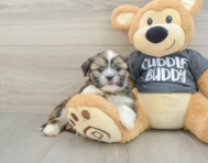 5 week old Havashu Puppy For Sale - Windy City Pups