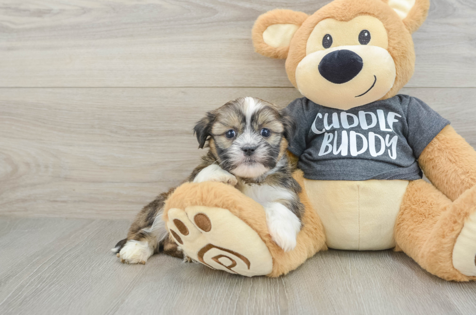 7 week old Havashu Puppy For Sale - Windy City Pups