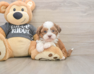 5 week old Havashu Puppy For Sale - Windy City Pups