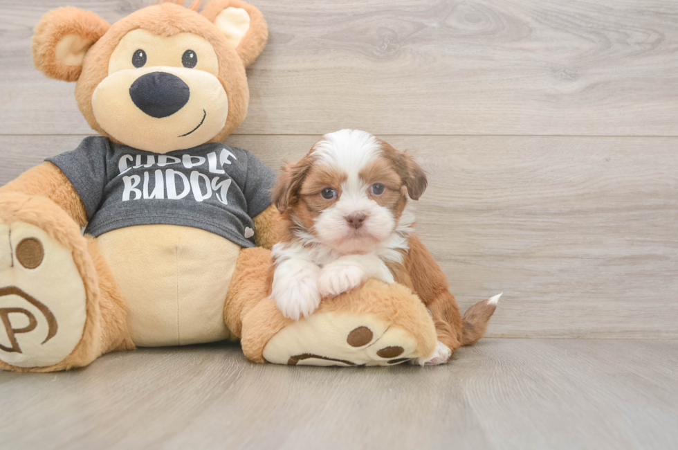 5 week old Havashu Puppy For Sale - Windy City Pups