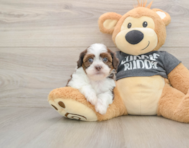 5 week old Havashu Puppy For Sale - Windy City Pups