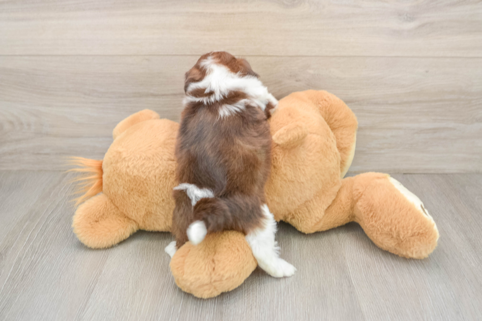 Havashu Pup Being Cute